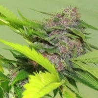 Gage Green Giant Steps Cannabis Seeds