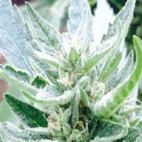 Bay Berry Regular Cannabis Seeds | Grand Daddy Purp