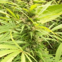Green Mountain Grape Regular Cannabis Seeds | Ace Seeds.