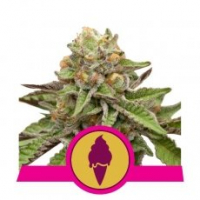 Green Gelato Feminised Cannabis Seeds | Royal Queen Seeds