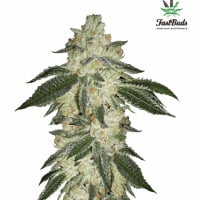 Green Crack Auto Feminised Cannabis Seeds | Fast Buds