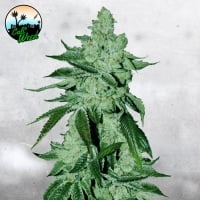 Girl Scout Cookies Feminised Cannabis Seeds - Cali Weed