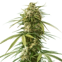 Gushers Feminised Cannabis Seeds | Royal Queen Seeds