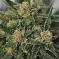 Harlequin Bx4 Regular Cannabis Seeds |  BC Bud Depot