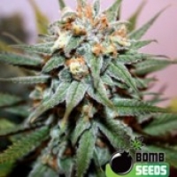 Bomb Seeds Hash Bomb Feminised Cannabis Seeds For Sale