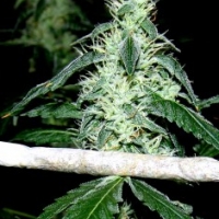 Hash Heaven Feminised Cannabis Seeds | Soma Seeds