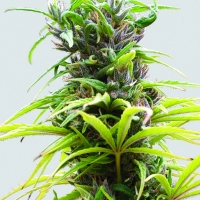 Hawaii Maui Waui Regular Cannabis Seeds | Sativa Seedbank