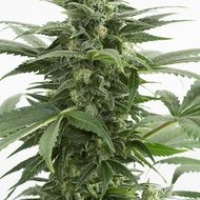 Haze XXL Auto Feminised Cannabis Seeds | Dinafem Seeds
