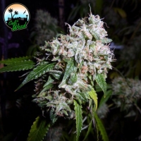 California Headband Feminised Cannabis Seeds - Cali Weed
