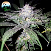 Headbanger Feminised Cannabis Seeds - Cali Weed