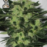 Headband 707 Regular Cannabis Seeds | Apothecary Genetics Seeds