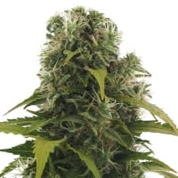 High Density Auto Feminised Cannabis Seeds | Heavyweight Seeds