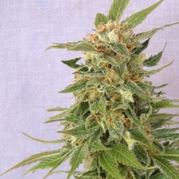 Ginger Punch Auto Feminised Cannabis Seeds