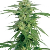 Hollands Hope Regular Cannabis Seeds | White Label Seed Company