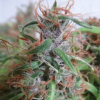 Honduras Regular Cannabis Seeds | Ace Seeds