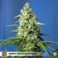 Honey Peach Auto CBD Feminised Cannabis Seeds | Sweet Seeds