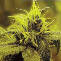 Honolulu Haze Feminised Cannabis Seeds | Sagarmatha Seeds