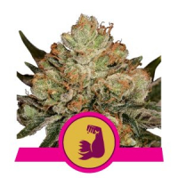 HulkBerry Feminised Cannabis Seeds | Royal Queen Seeds