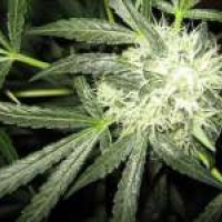  Ice Regular Cannabis Seeds | Nirvana 