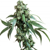 Jack Flash #5 Feminised Cannabis Seeds | Sensi Seeds 