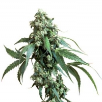 Jack Flash Regular Cannabis Seeds | Sensi Seeds 