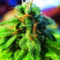 Jack Herer Feminised Cannabis Seeds | Seedsman