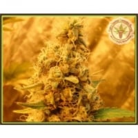 Dr Krippling Jack Mist Tree Kali's Fruitful  Feminised Cannabis Seeds For Sale