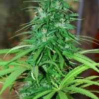 CBG Jarillo Regular Cannabis Seeds