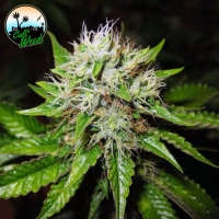 Jon Snow Auto Feminised Cannabis Seeds - Cali Weed