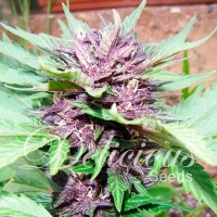Dark Purple Auto Feminised Cannabis Seeds | Delicious Seeds