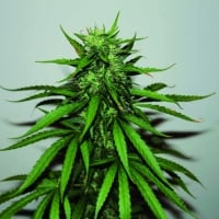 Jungle Wreck Regular Cannabis Seeds | Seedsman