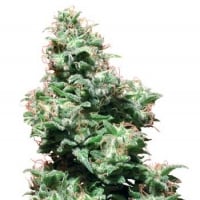 Kali Haze Regular Cannabis Seeds | White Label Seed Company