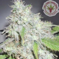Kalis_Fruitful_Cannabis_Seeds
