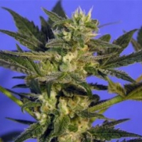 KC45 Feminised Cannabis Seeds | KC Brains Seeds