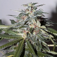 KC51 Feminised Cannabis Seeds | KC Brains Seeds 