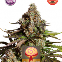 Girl Scout Cookies Feminised Cannabis Seeds | Kera Seeds