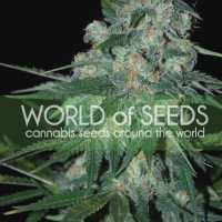 Ketama Feminised Cannabis Seeds | World of Seeds