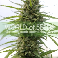 Kilimanjaro Feminised Cannabis Seeds | World of Seeds