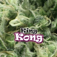 King Kong Feminised Cannabis Seeds | Dr Underground