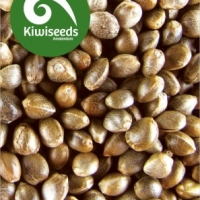 Outdoor Mix Feminised Cannabis Seeds | Kiwi Seeds