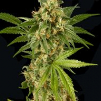Kush 'N' Cheese Feminised Cannabis Seeds | Dinafem Seeds
