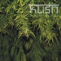 Afghani Kush Regular Cannabis Seeds | Kush Seeds
