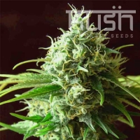 Cheese Kush Regular Cannabis Seeds | Kush Seeds