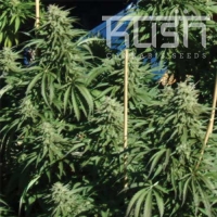 Diesel Kush Feminised Cannabis Seeds | Kush Seeds