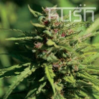 Fire Kush Regular Cannabis Seeds | Kush Seeds
