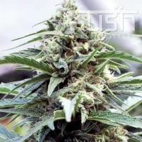 OG Kush Regular Cannabis Seeds | Kush Seeds