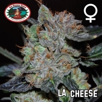 Big Buddha Seeds L.A. Cheese Feminised Cannabis Seeds For Sale