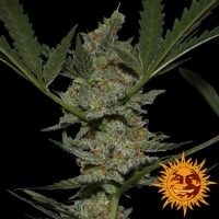 Acapulco Gold Feminised Cannabis Seeds | Barney's Farm 