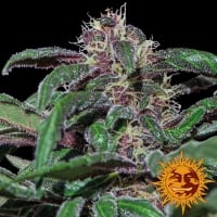Ayahuasca Purple Feminised Cannabis Seeds | Barney's Farm 