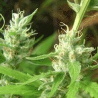 Lowboldt Automatic Feminised Cannabis Seeds | Sagarmatha Seeds
